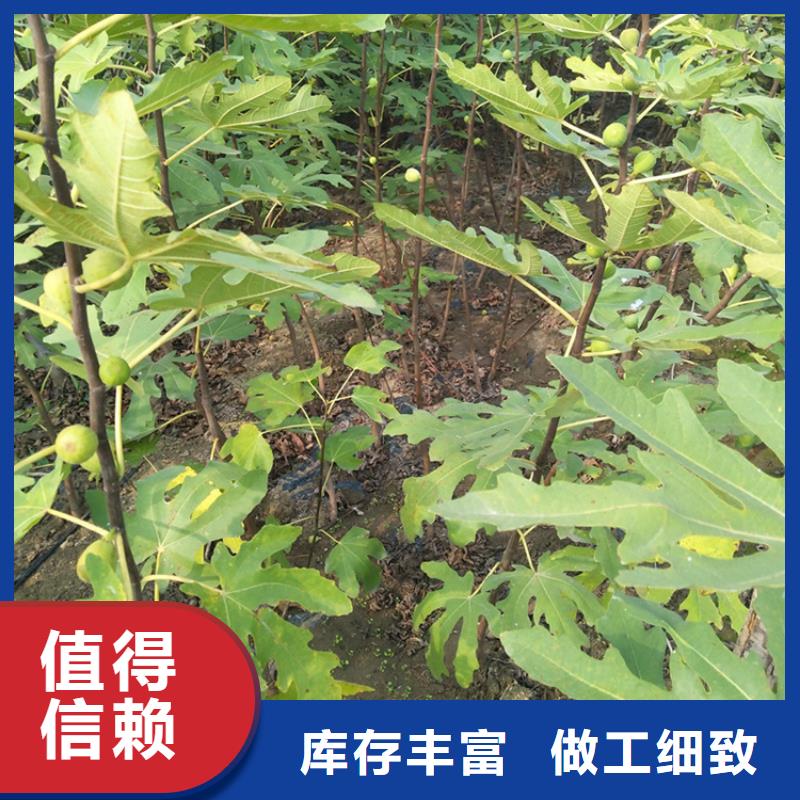 无花果樱桃苗拒绝伪劣产品