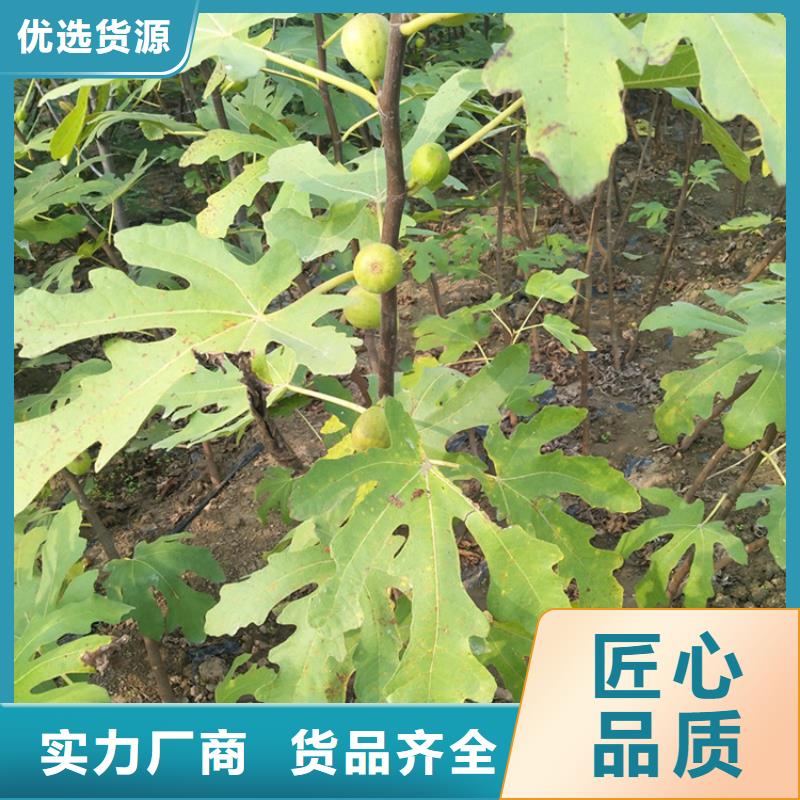 无花果苹果苗常年出售