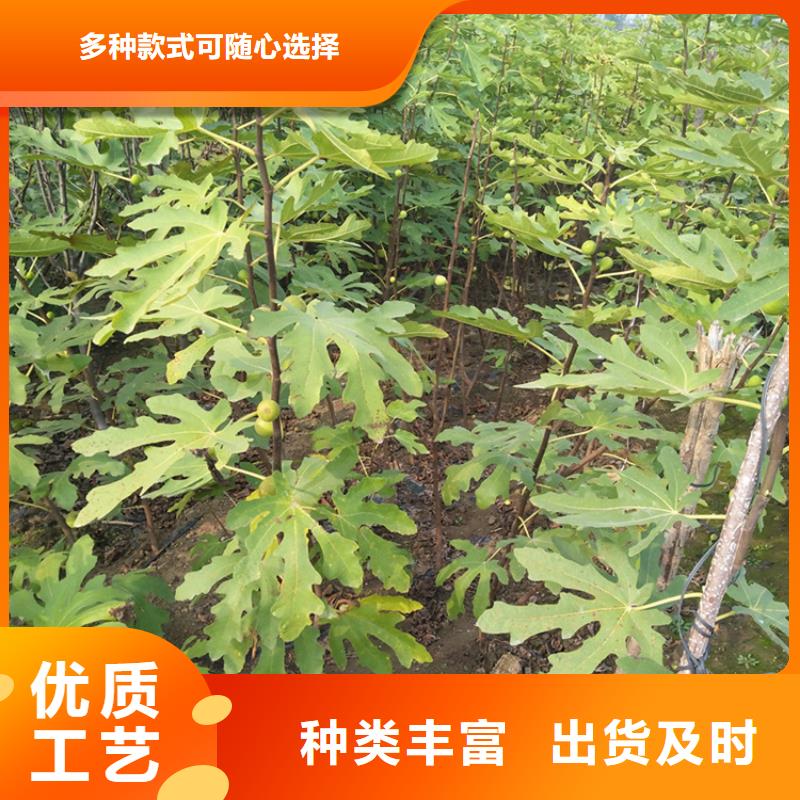 无花果-蓝莓苗专注细节更放心