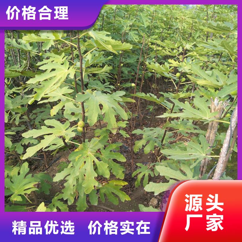 无花果苹果苗常年出售