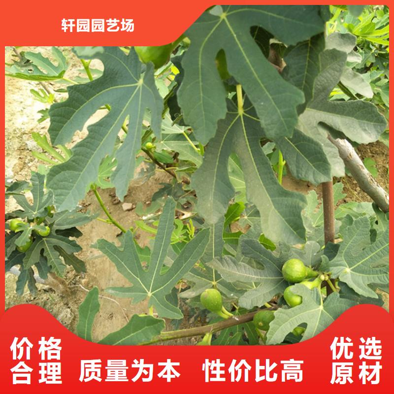 无花果-蓝莓苗专注细节更放心