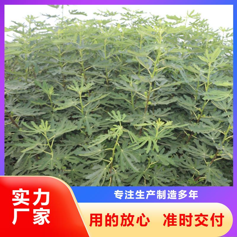 【无花果】苹果苗定制不额外收费