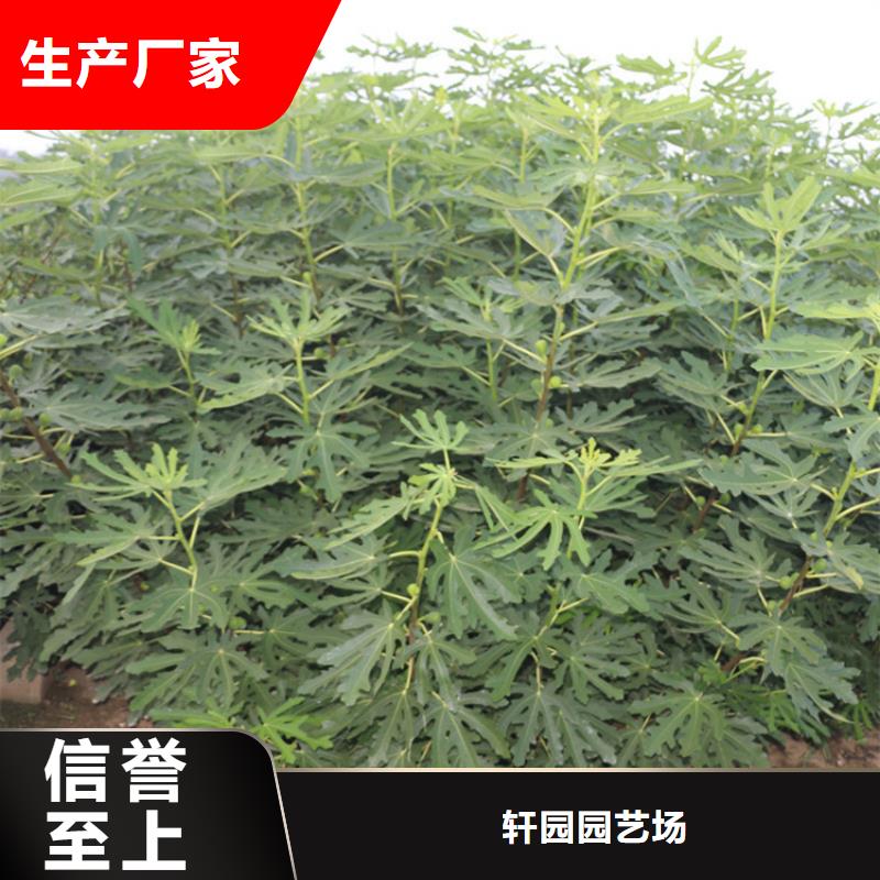 无花果桃树苗好货直供