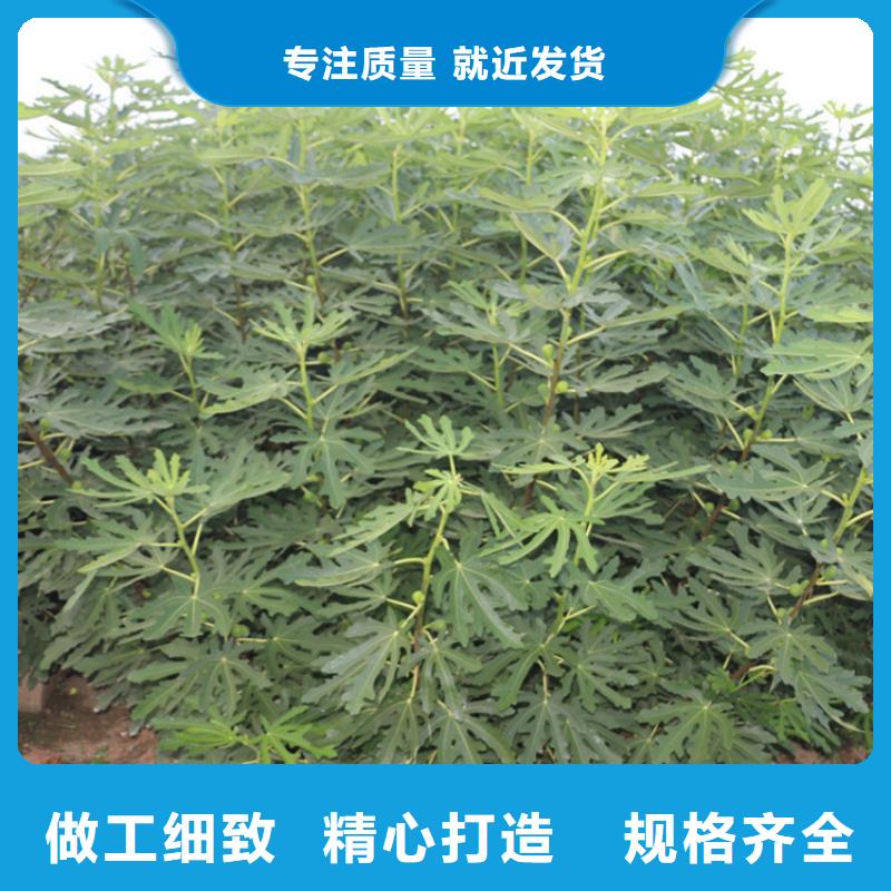 无花果樱桃苗库存充足