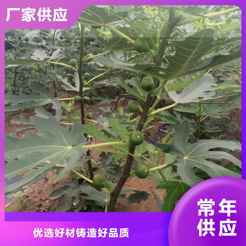 无花果【桃树苗】精选优质材料