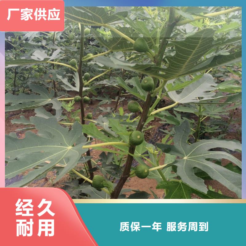 无花果石榴树性能稳定