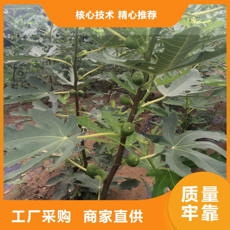 无花果-蓝莓苗专注细节更放心