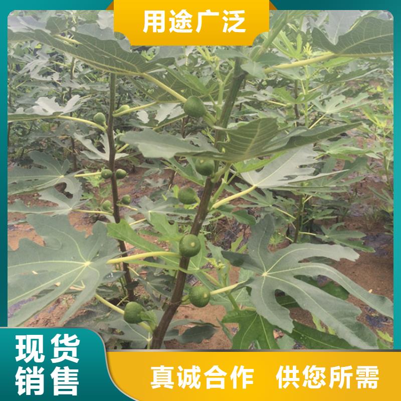 无花果梨树苗用心做品质