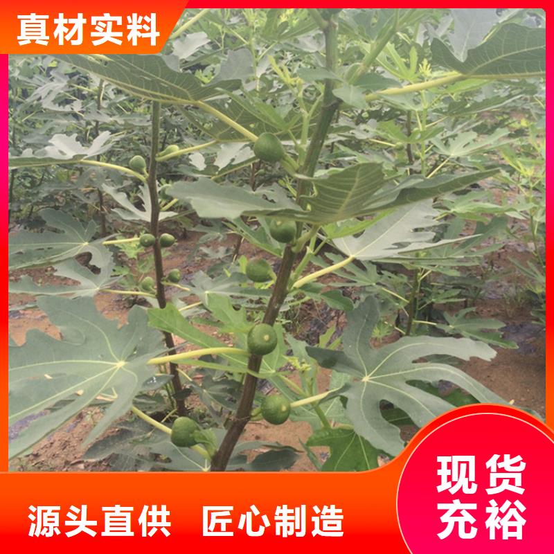 无花果桃树苗精选厂家好货