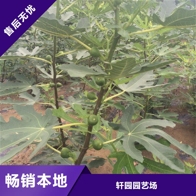 无花果桃树苗质量安心