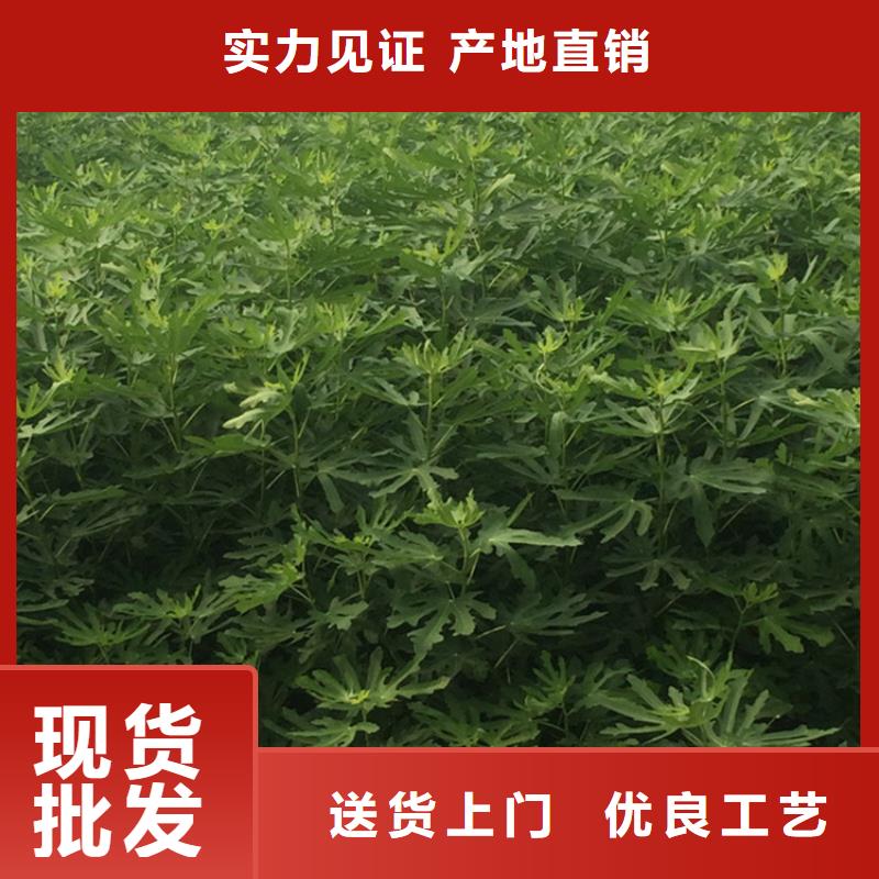 无花果,桃树苗敢与同行比服务