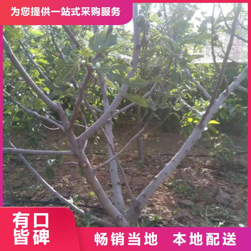 无花果苹果苗有实力有经验