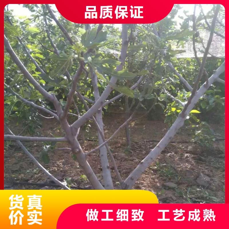 无花果【石榴树】好货直销