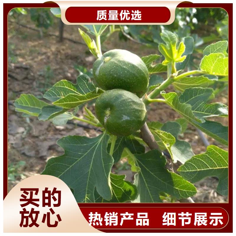 无花果樱桃苗现货充足