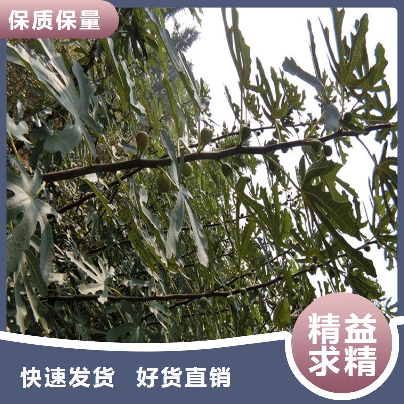 无花果,苹果苗支持定制贴心售后