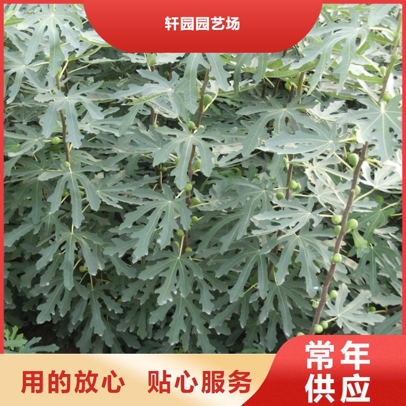 无花果苹果苗有实力有经验