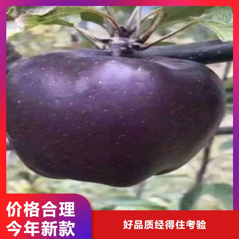 苹果西瓜苗高品质现货销售