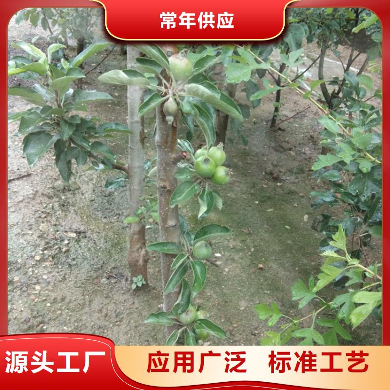 苹果樱桃苗厂家直接面向客户