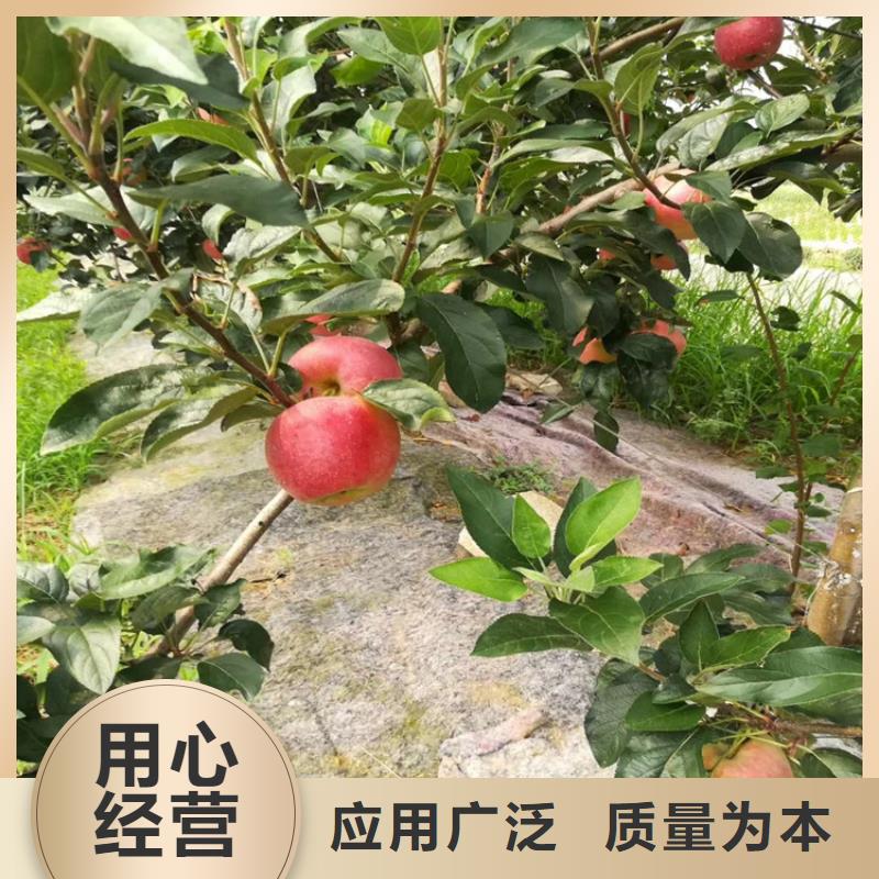 苹果,板栗苗技术先进