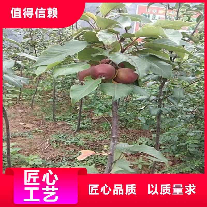 【苹果】板栗苗支持拿样