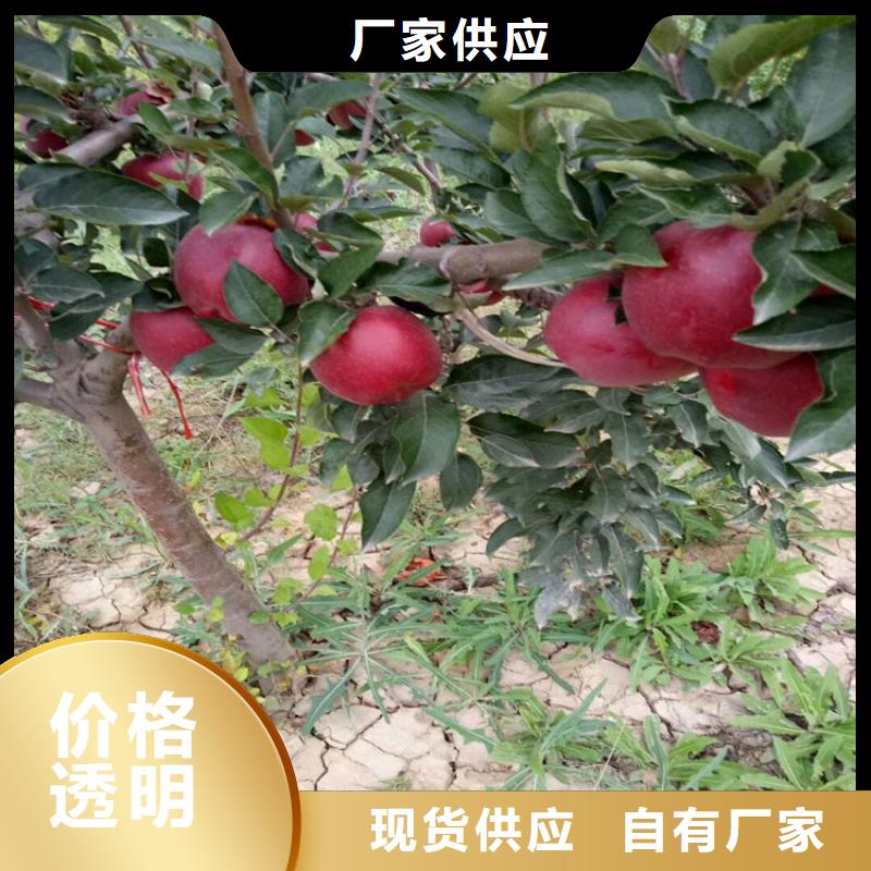 苹果李树苗多年经验值得信赖