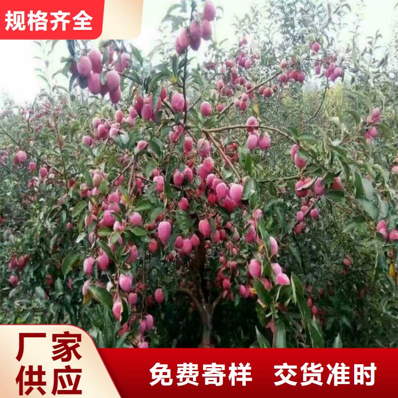 苹果苹果苗品质保证