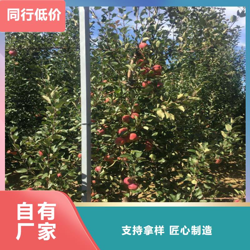 苹果_【苹果苗】性能稳定