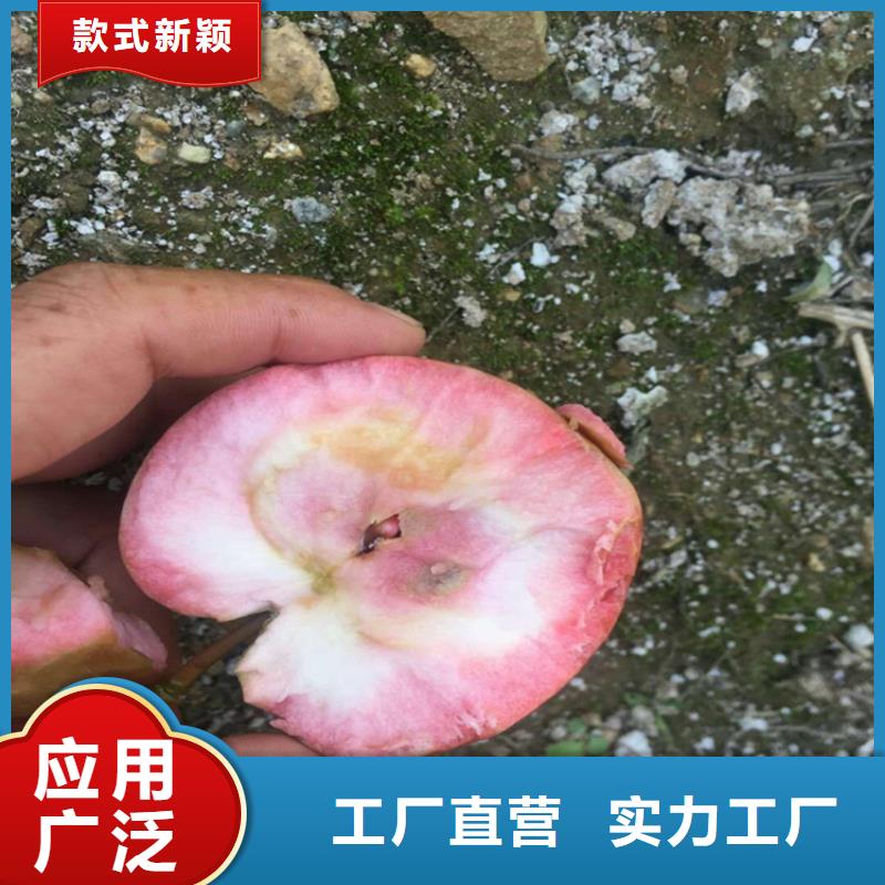 苹果,【苹果苗】安装简单