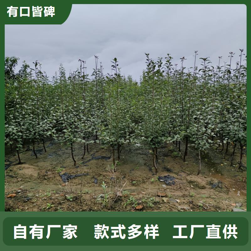 苹果李树苗多年经验值得信赖