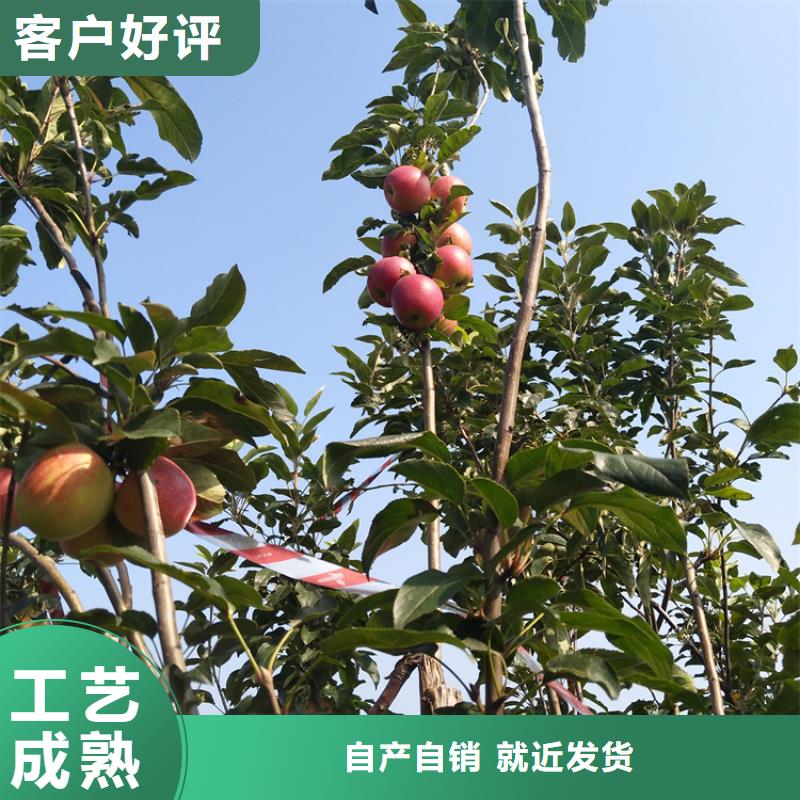 红石榴苗基地视频-红石榴苗基地_河南省新乡市市场覆盖牧野|长垣|开封|漯河|三门峡|濮阳|安阳等