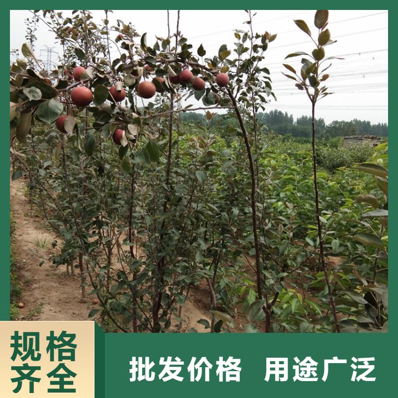 苹果3公分石榴苗工程施工案例