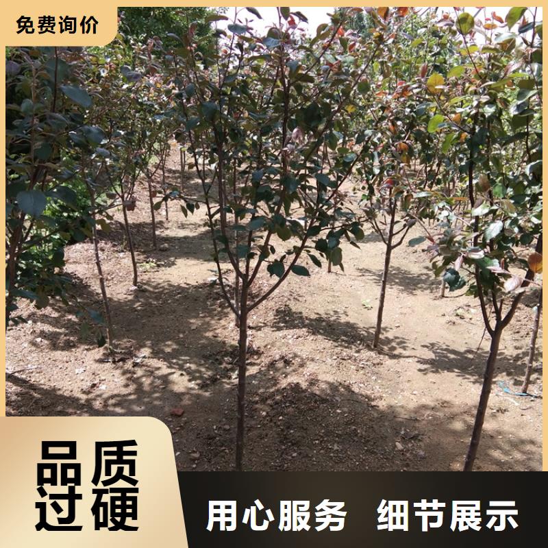 【苹果樱桃苗厂家直销省心省钱】