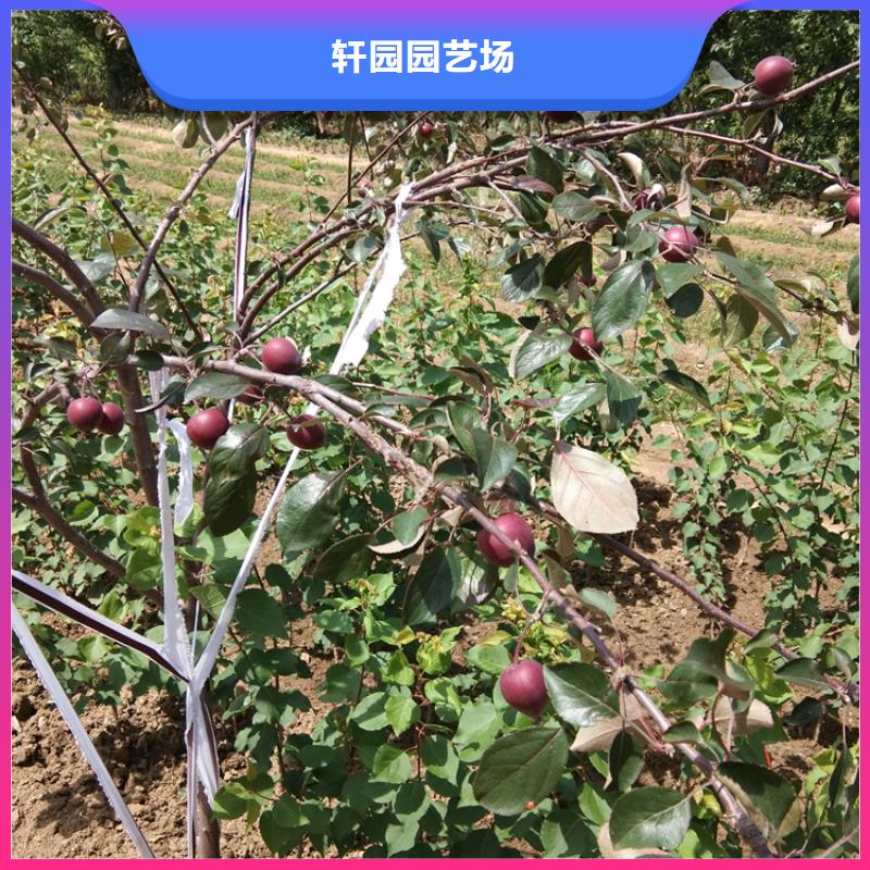 【苹果】板栗苗支持拿样