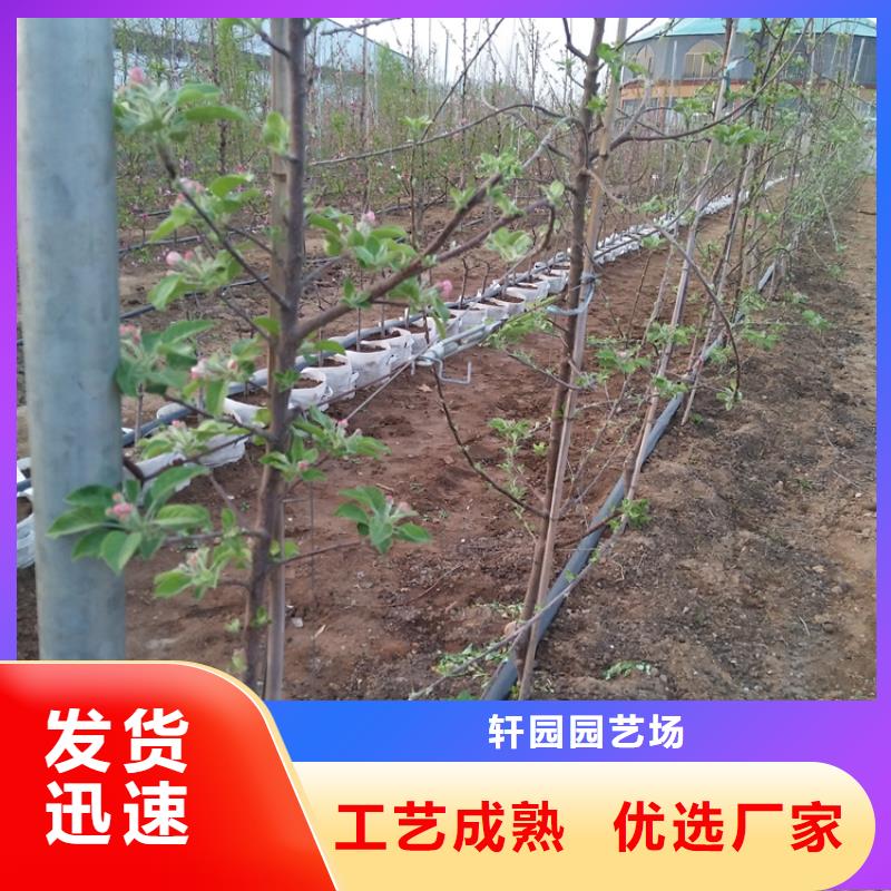 苹果-【石榴树】颜色尺寸款式定制