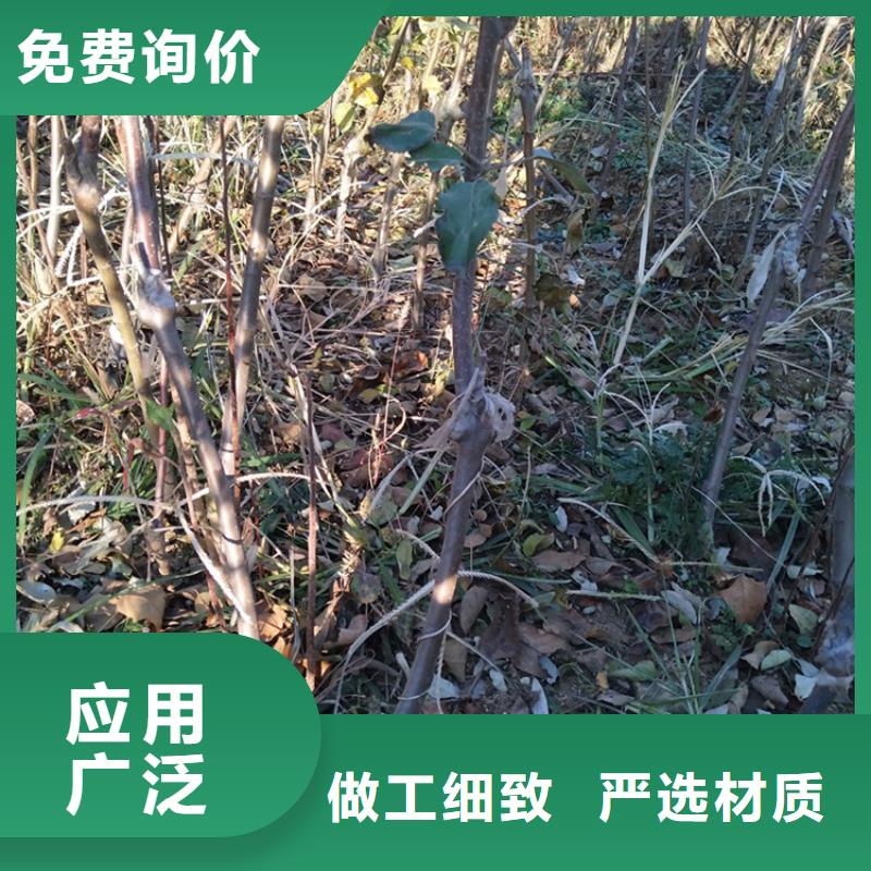 苹果,【苹果苗】安装简单