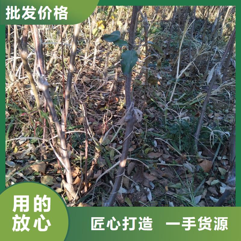 苹果-【石榴树】颜色尺寸款式定制