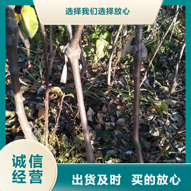 苹果石榴苗厂家直销