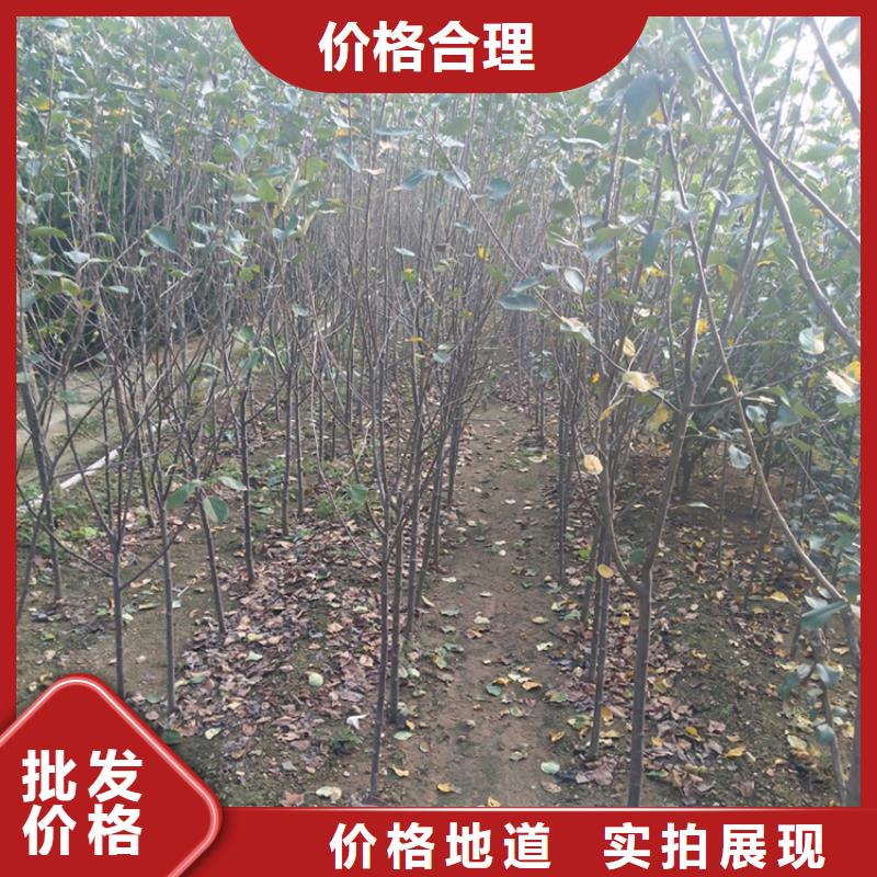 苹果-【石榴树】颜色尺寸款式定制