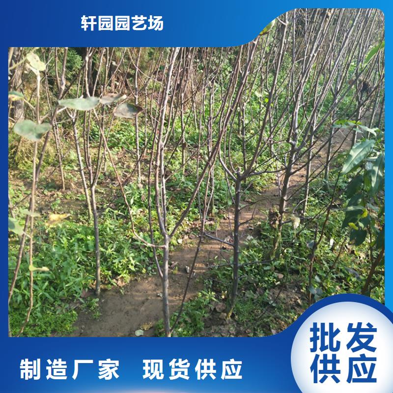 【苹果草莓苗工程施工案例】