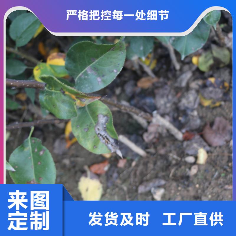 苹果【猕猴桃苗】专业厂家