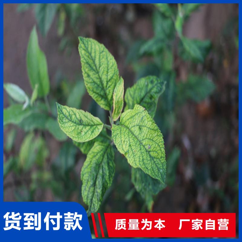 【苹果-无花果苗价格合理】