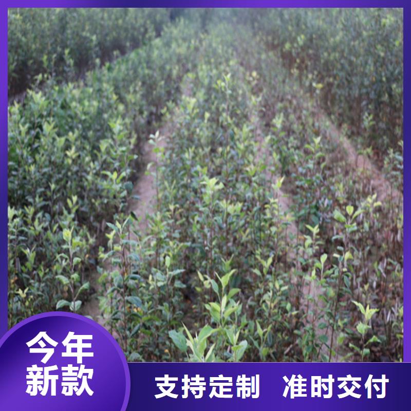 【苹果】-北美冬青大库存无缺货危机