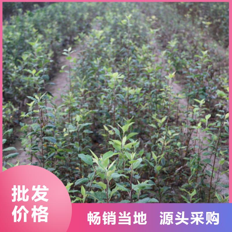 苹果桃树苗诚信经营质量保证