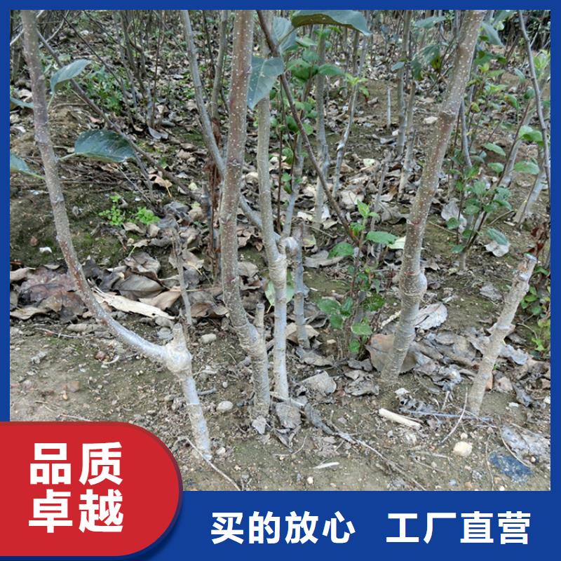 【苹果】-北美冬青大库存无缺货危机