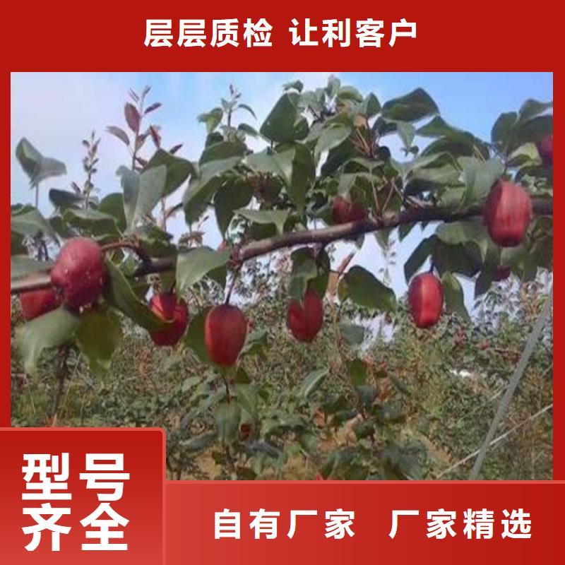 梨树苹果苗用心制造