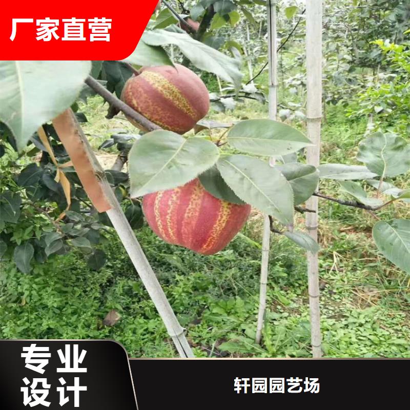 梨树,苹果苗厂家直销供货稳定