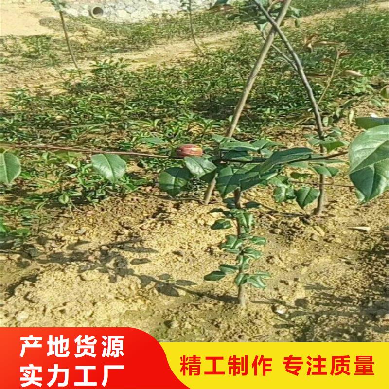 梨树苹果苗供货及时