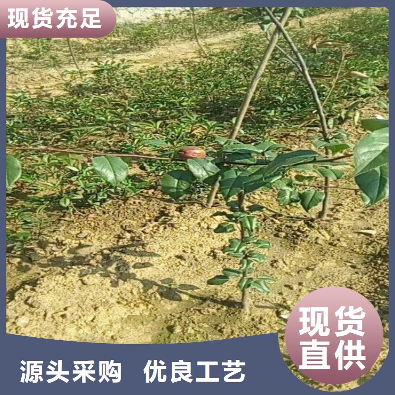 【梨树】-石榴树苗高标准高品质