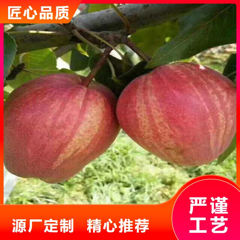 梨树苹果苗价格公道合理