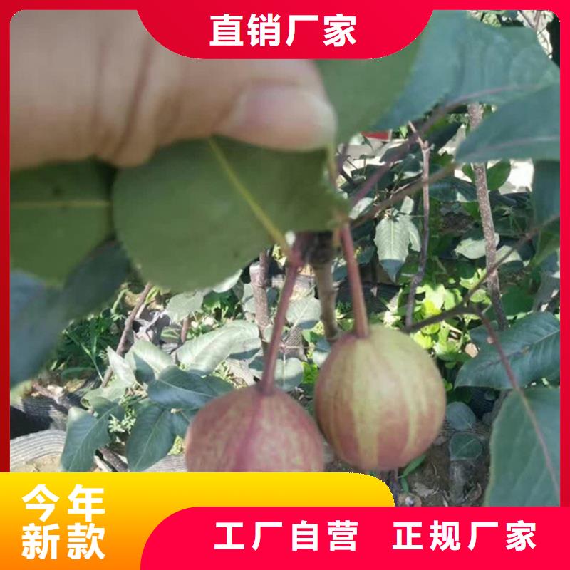 梨树,樱桃苗随心所欲定制